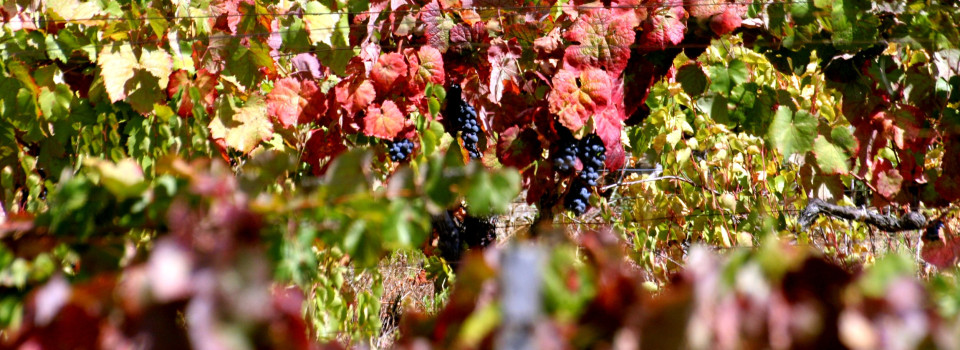 Vitavitis \\\ Quinta dos Lagares /// Vinhas Douro